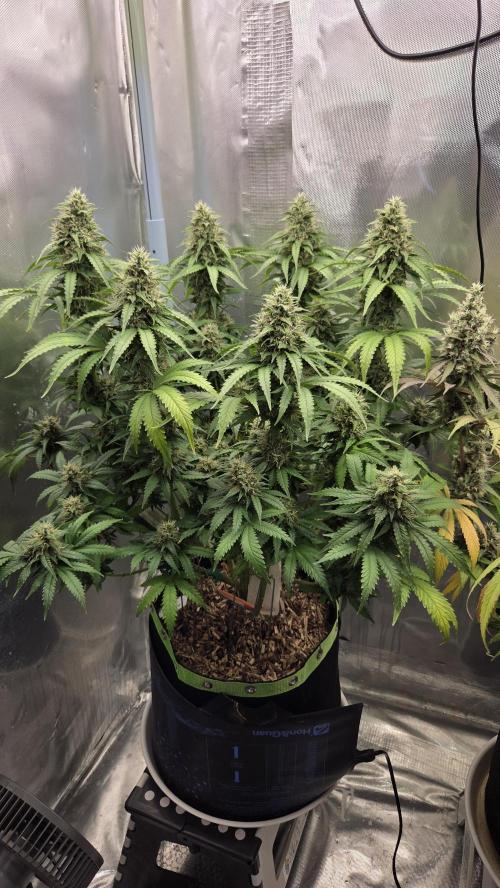 Sunset Sherbet Go Fast. Week 13