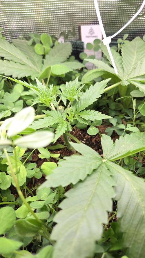 Afghan Noir . Week 3