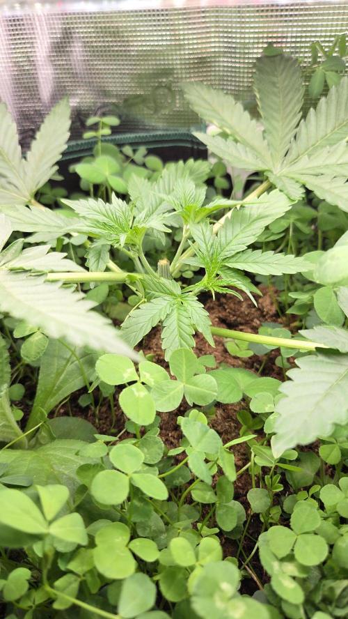 BubbleBananaGum. Week 3
