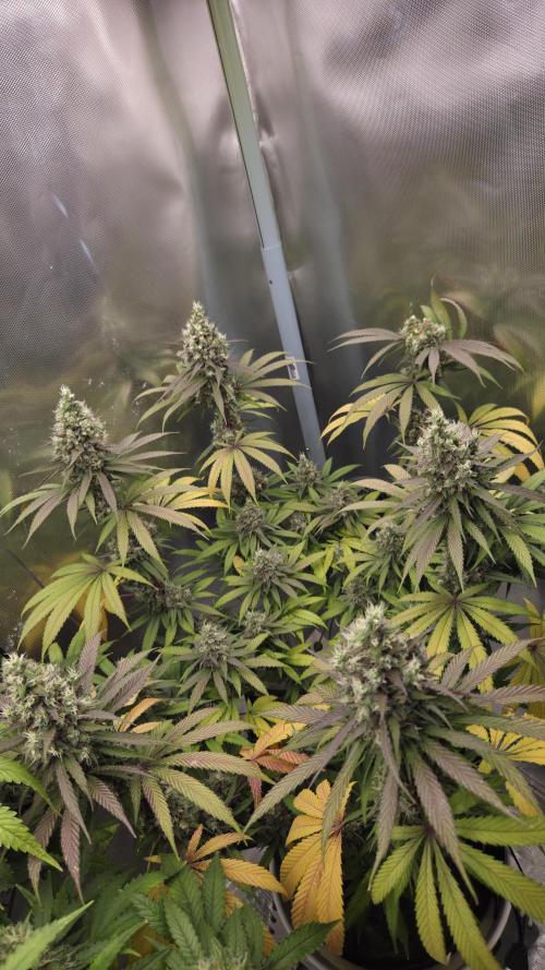 Kannabia Candy Cream Go Fast. Week 12 - Tag 88
Blütetag 52