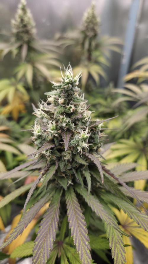 Kannabia Candy Cream Go Fast. Week 12 - Tag 88
Blütetag 52