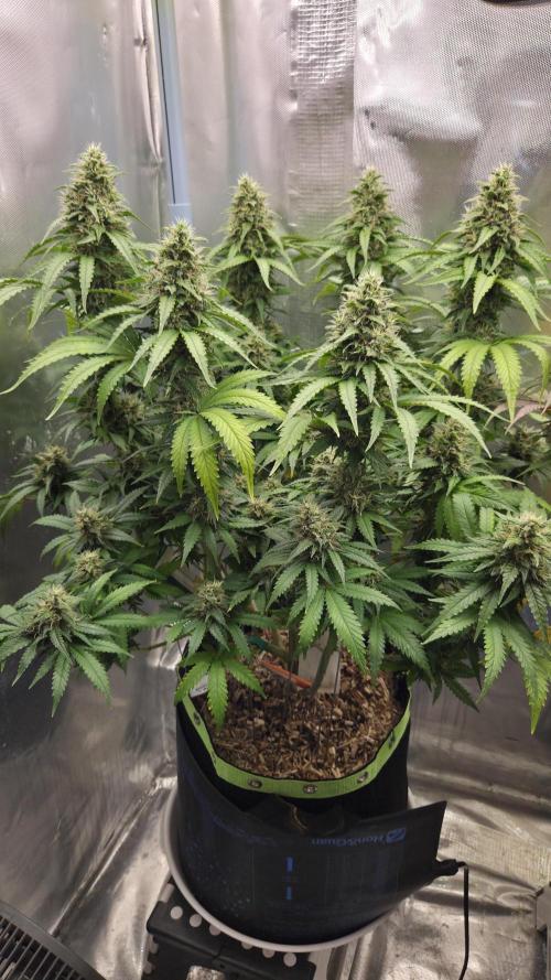 Kannabia Sunset Sherbet Go Fast. Week 14 - Tag 99
Blütetag 63