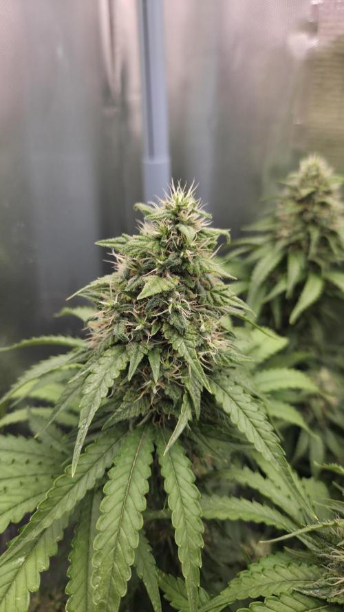 Kannabia Sunset Sherbet Go Fast. Week 14 - Tag 99
Blütetag 63