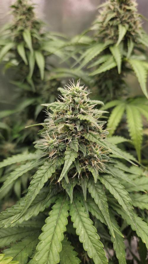 Sunset Sherbet Go Fast. Week 14