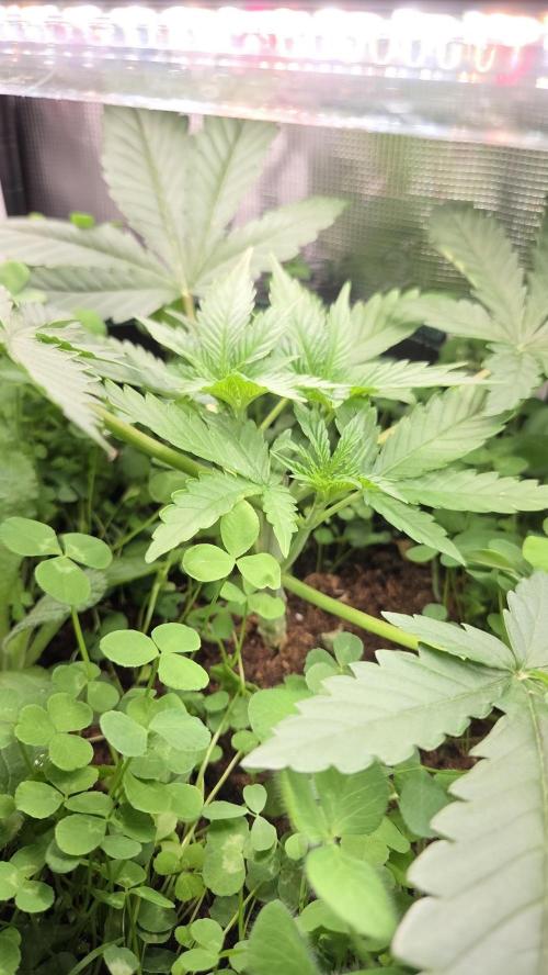 BubbleBananaGum. Week 3