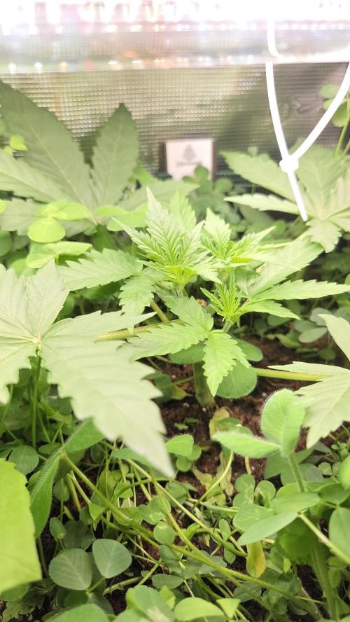 Afghan Noir . Week 3