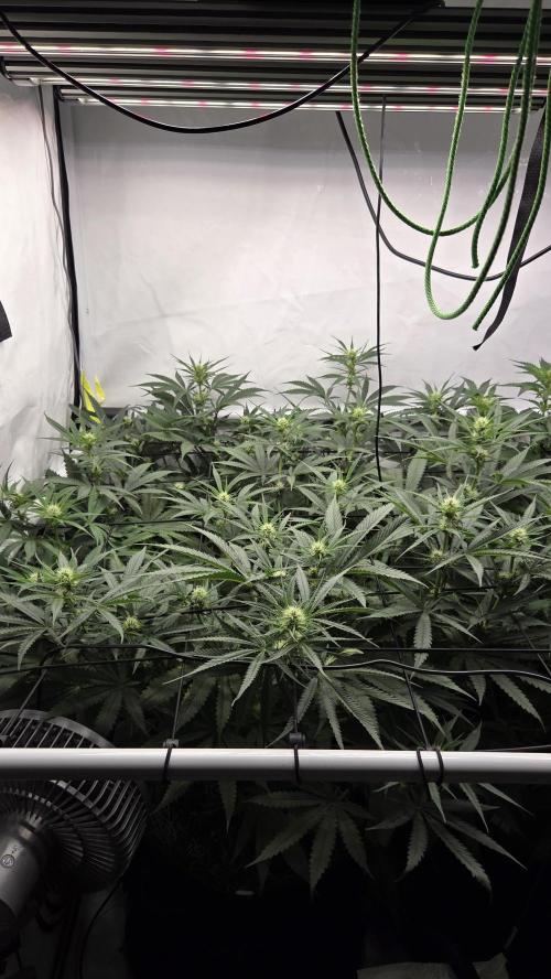 Kannabias Cherry Dream. Week 8 - Tag 63
Blütetag 28