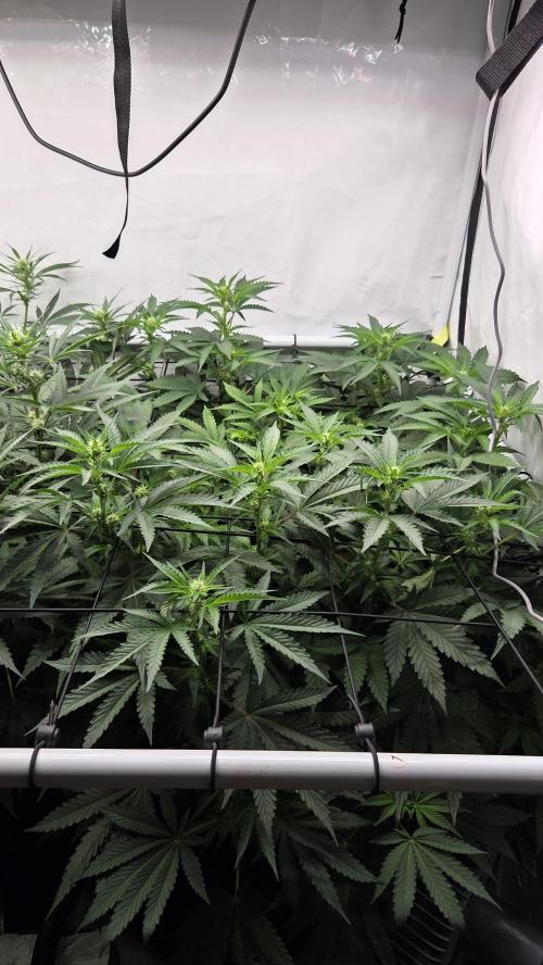 Pflanzregal 150W. Week 8