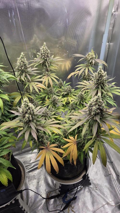 Kannabia Candy Cream Go Fast. Week 12 - Tag 89
Blütetag 53