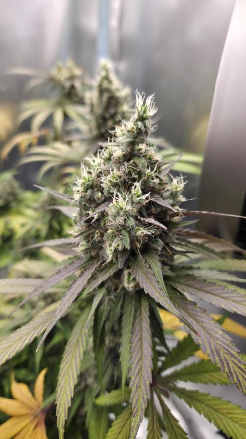 Kannabia Candy Cream Go Fast. Week 12 - Tag 89
Blütetag 53