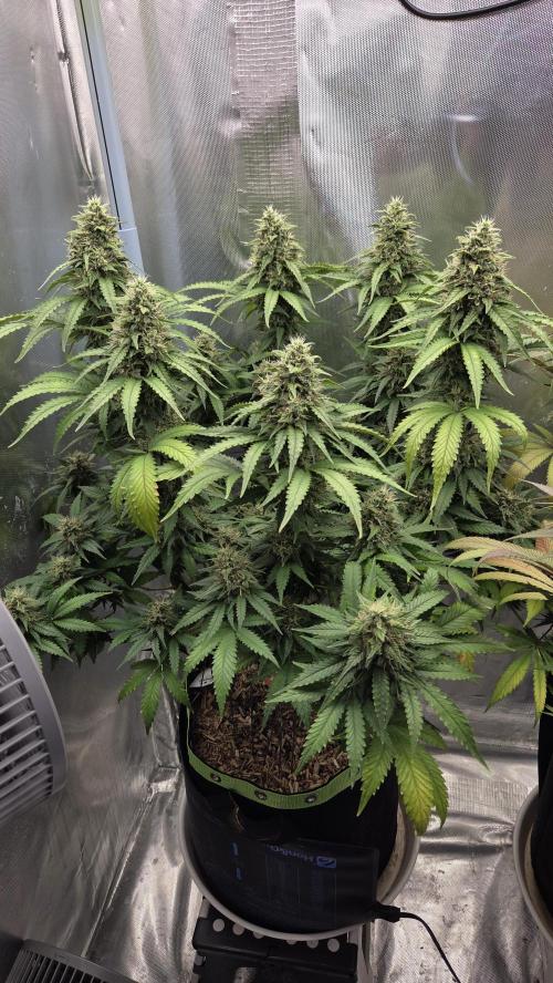 Kannabia Sunset Sherbet Go Fast. Week 14 - Tag 100
Blütetag 64