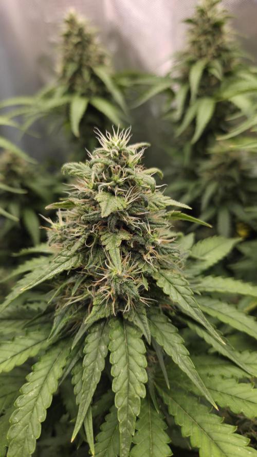 Kannabia Sunset Sherbet Go Fast. Week 14 - Tag 100
Blütetag 64