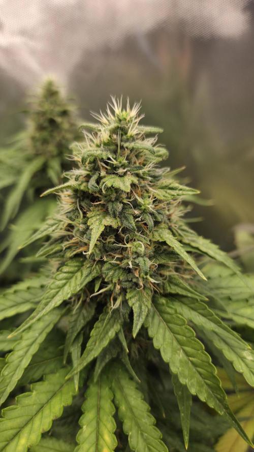 Sunset Sherbet Go Fast. Week 14