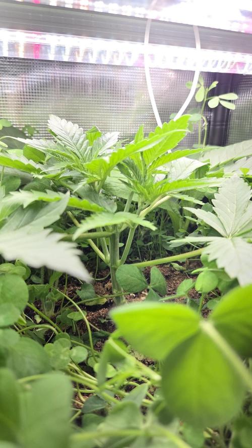 Afghan Noir . Week 3