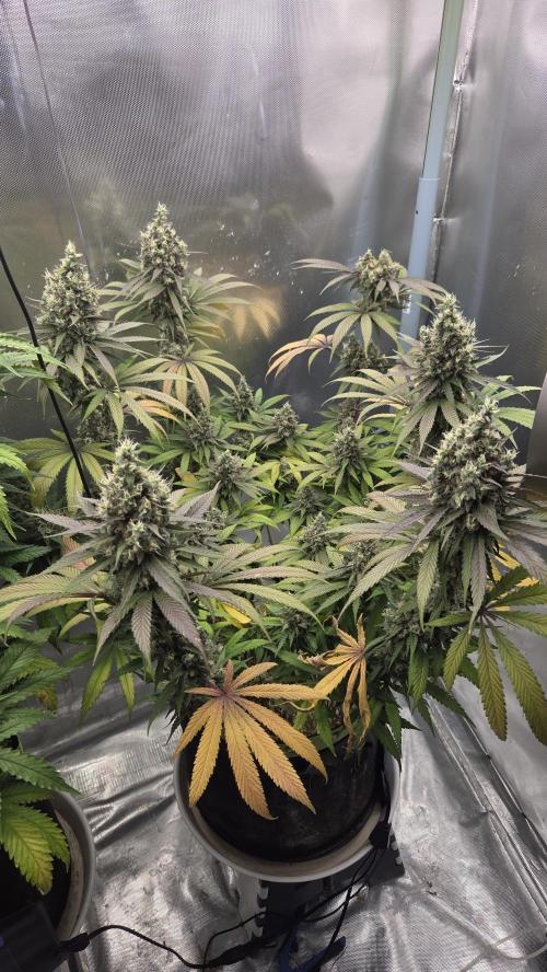 Kannabia Candy Cream Go Fast. Week 12 - Tag 90
Blütetag 54