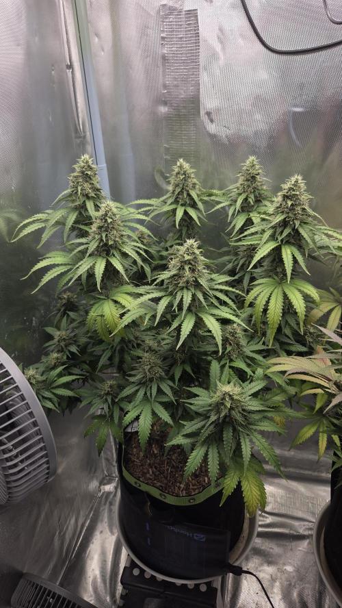 Kannabia Sunset Sherbet Go Fast. Week 14 - Tag 101
Blütetag 65