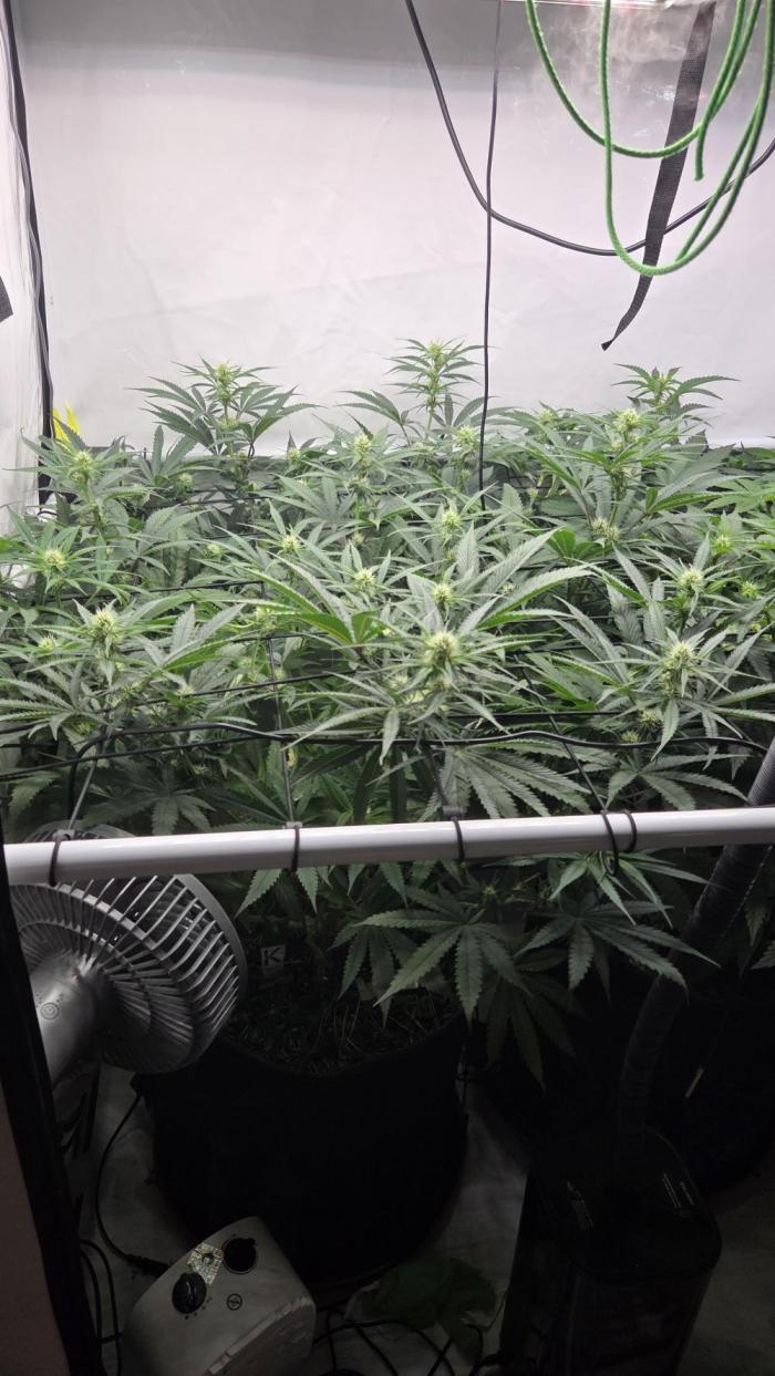 Kannabias Cherry Dream. Week 9 - Tag 64
Blütetag 29