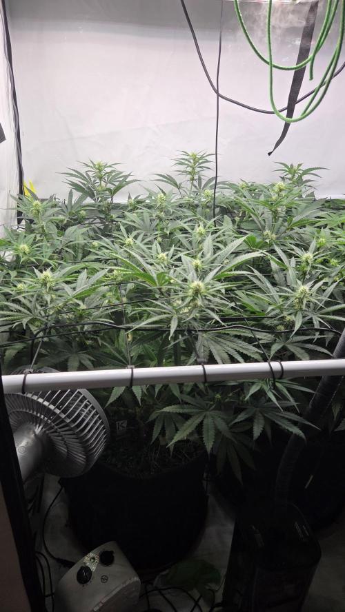 Pflanzregal 150W . Week 9