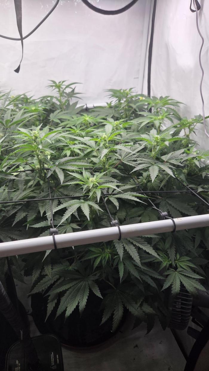 Kannabias Karibbean Mango. Week 9 - Tag 64
Blütetag 29