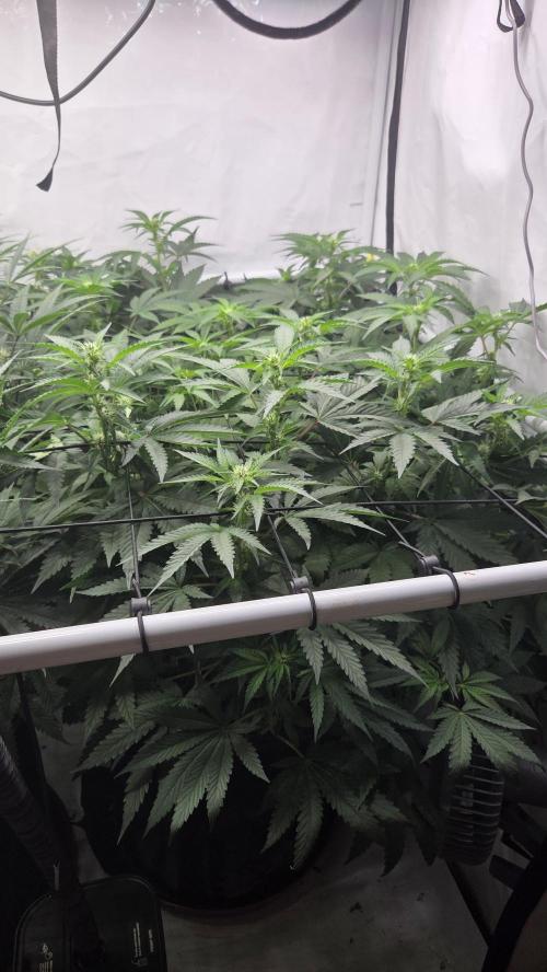 Kannabias Karibbean Mango. Week 9 - Tag 64
Blütetag 29