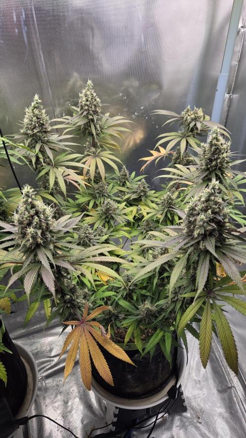 Kannabia Candy Cream Go Fast. Week 12 - Tag 91
Blütetag 55