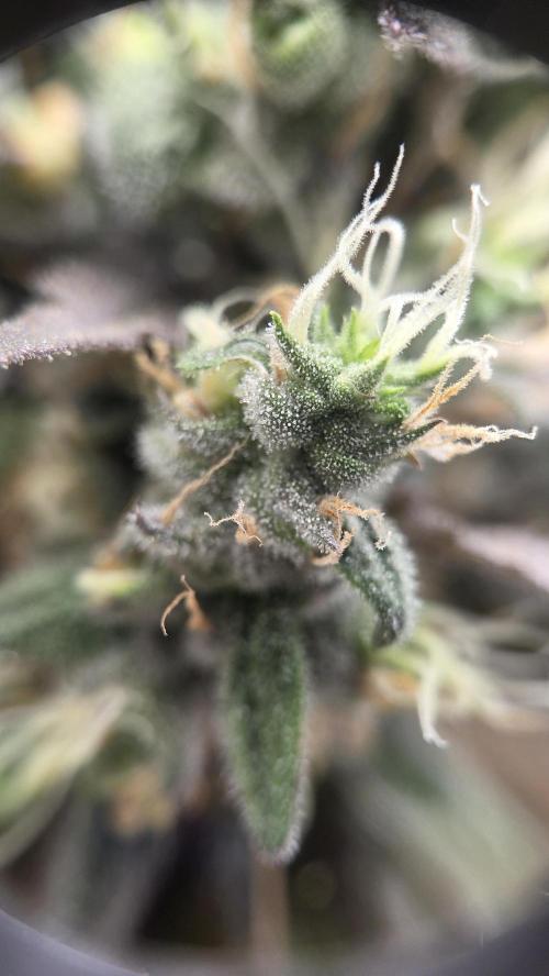 Kannabia Candy Cream Go Fast. Week 12 - Tag 91
Blütetag 55