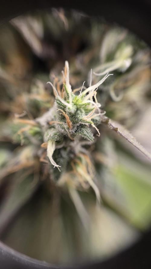 Kannabia Candy Cream Go Fast. Week 12 - Tag 91
Blütetag 55