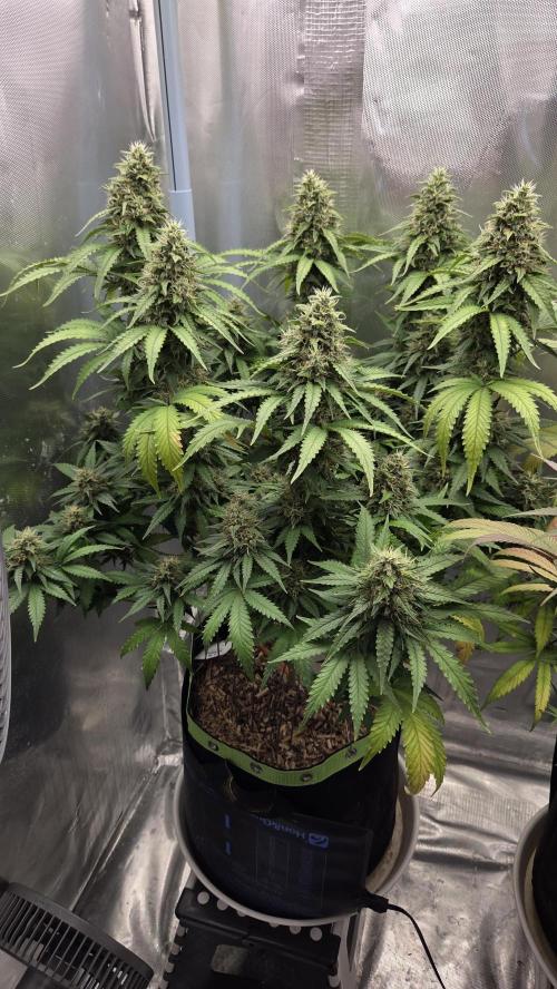 Kannabia Sunset Sherbet Go Fast. Week 14 - Tag 102
Blütetag 66
