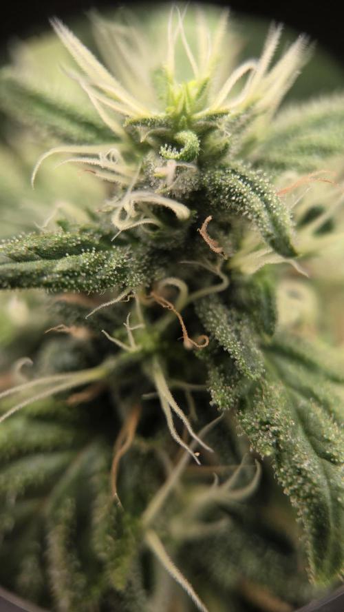 Kannabia Sunset Sherbet Go Fast. Week 14 - Tag 102
Blütetag 66