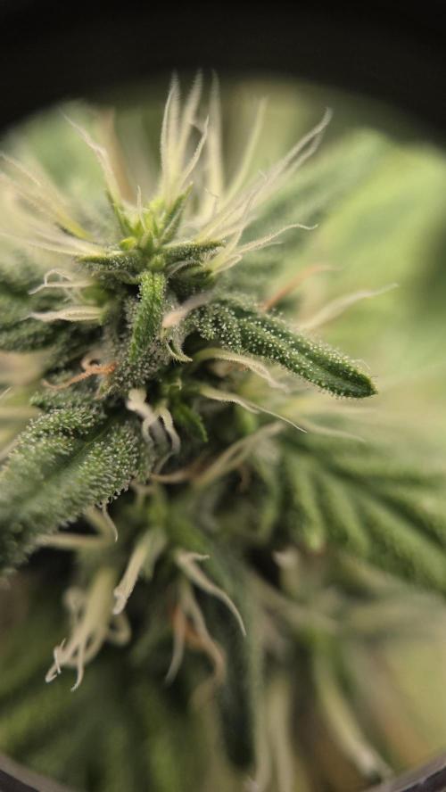 Kannabia Sunset Sherbet Go Fast. Week 14 - Tag 102
Blütetag 66