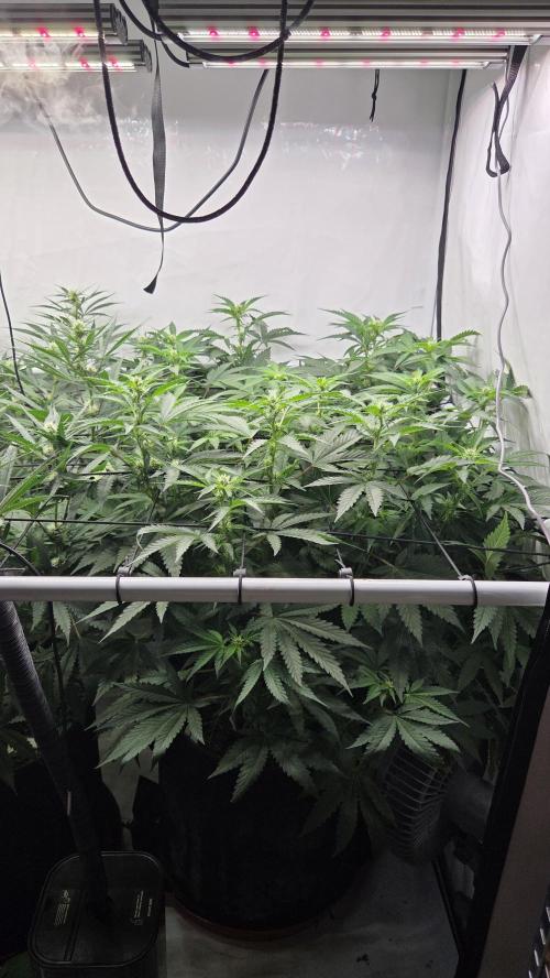 Kannabias Karibbean Mango. Week 9 - Tag 65
Blütetag 30