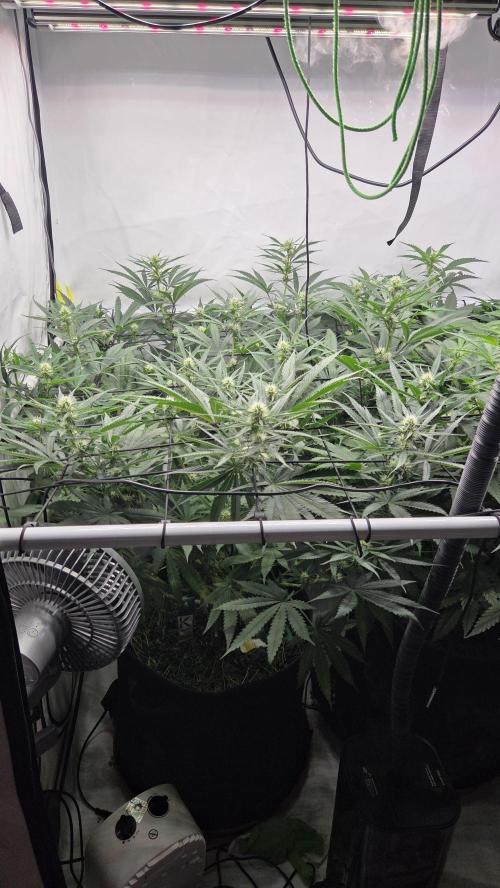 Pflanzregal 150W . Week 9