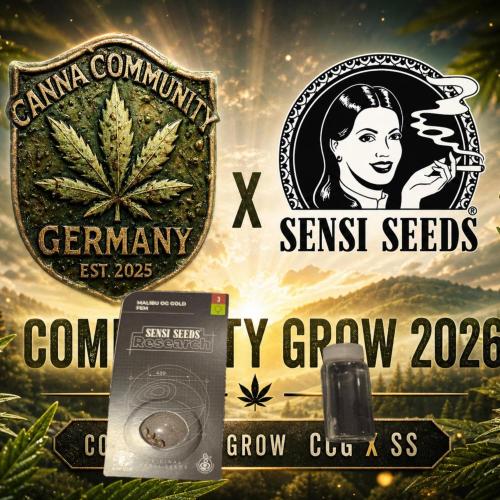 CCG / Sensi Malibu OG Gold. Week 0 - Die Vorbereitung
