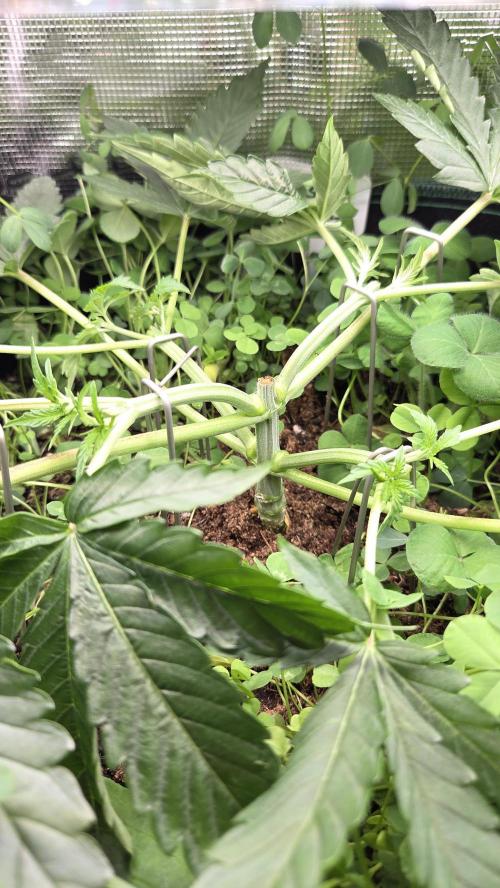 T.H.Seeds Bubble Banana Gum. Week 3 - Tag 28