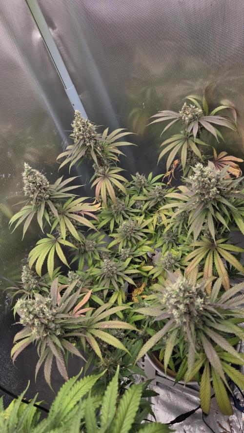 Kannabia Candy Cream Go Fast. Week 13 - Tag 92
Blütetag 56