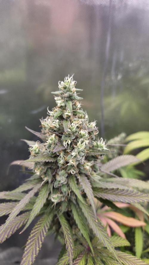 Kannabia Candy Cream Go Fast. Week 13 - Tag 92
Blütetag 56