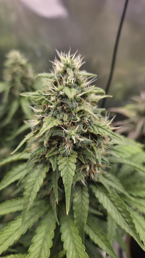 Kannabia Sunset Sherbet Go Fast. Week 14 - Tag 103
Blütetag 67