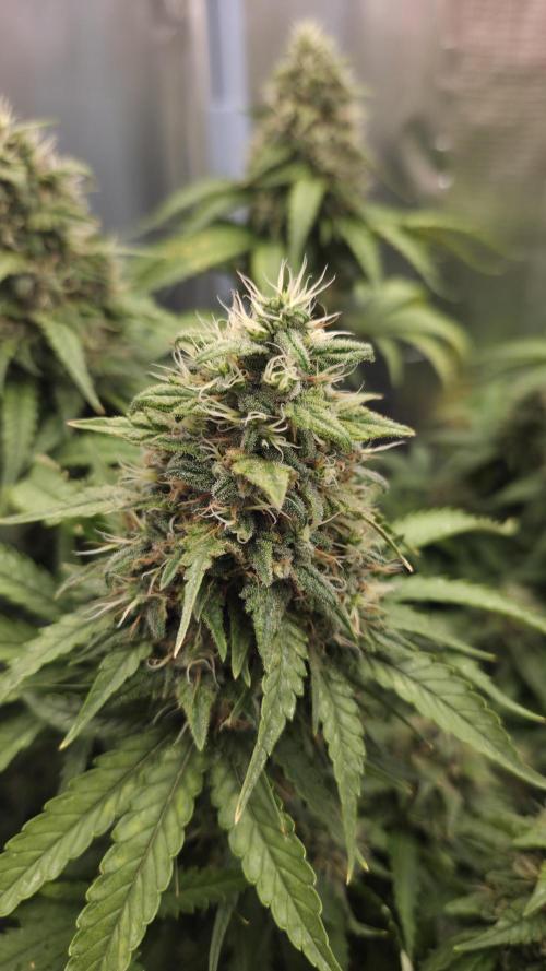 Kannabia Sunset Sherbet Go Fast. Week 14 - Tag 103
Blütetag 67