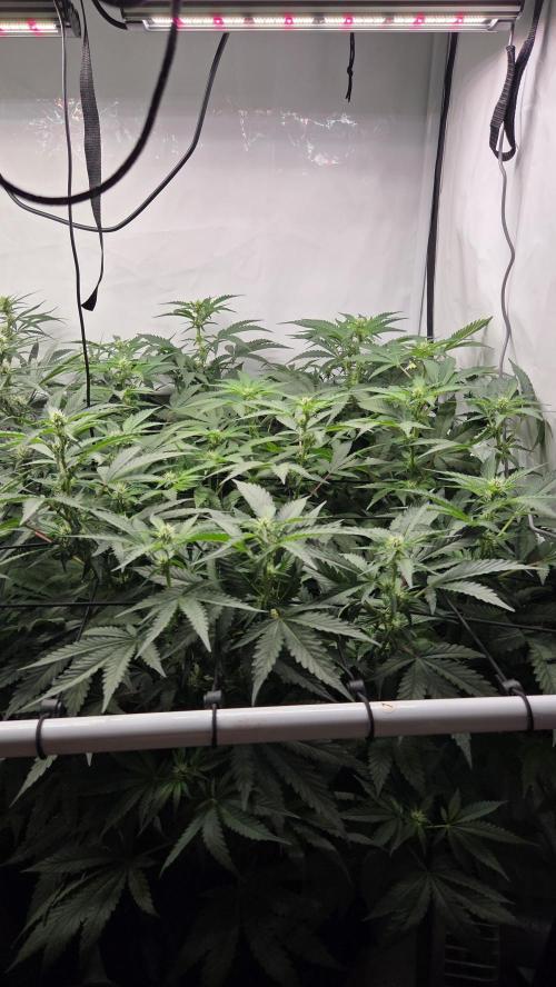 Pflanzregal 150W. Week 9