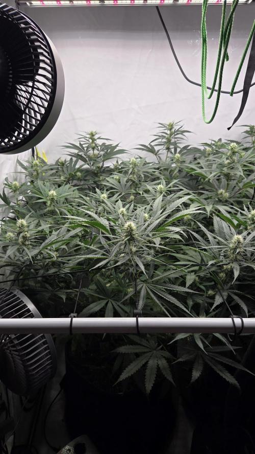 Kannabias Cherry Dream. Week 9 - Tag 67
Blütetag 32