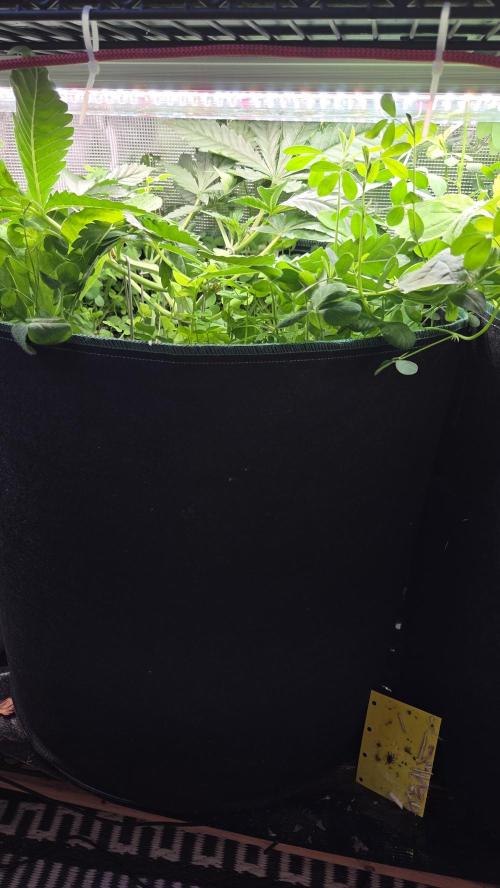 T.H.Seeds Bubble Banana Gum. Week 4 - Tag 29