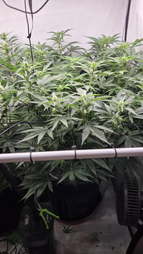 Pflanzregal 150W. Week 9