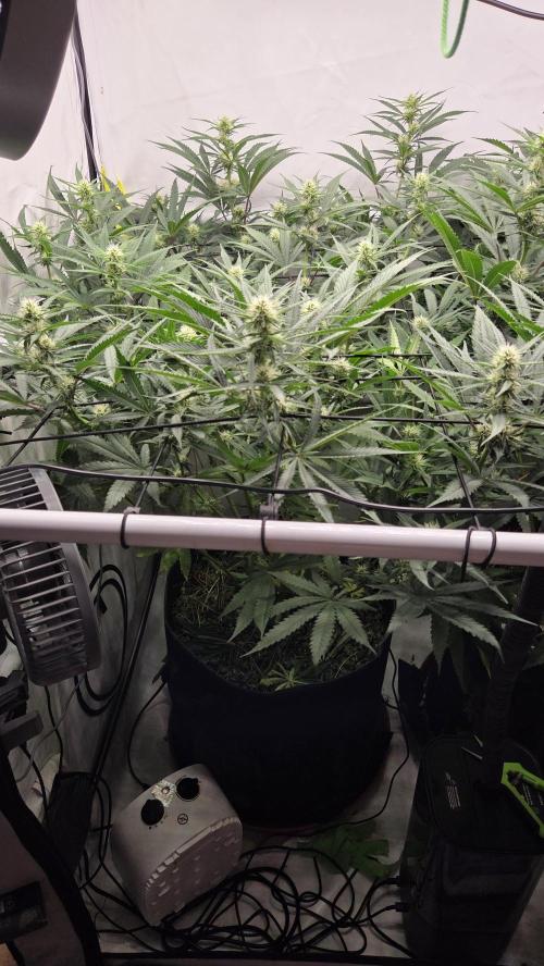 Kannabias Cherry Dream. Week 9 - Tag 68
Blütetag 33