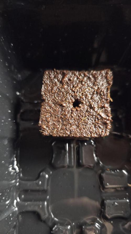 Tropisches Gift Teil 3. Week 0 - Ab in den Plug