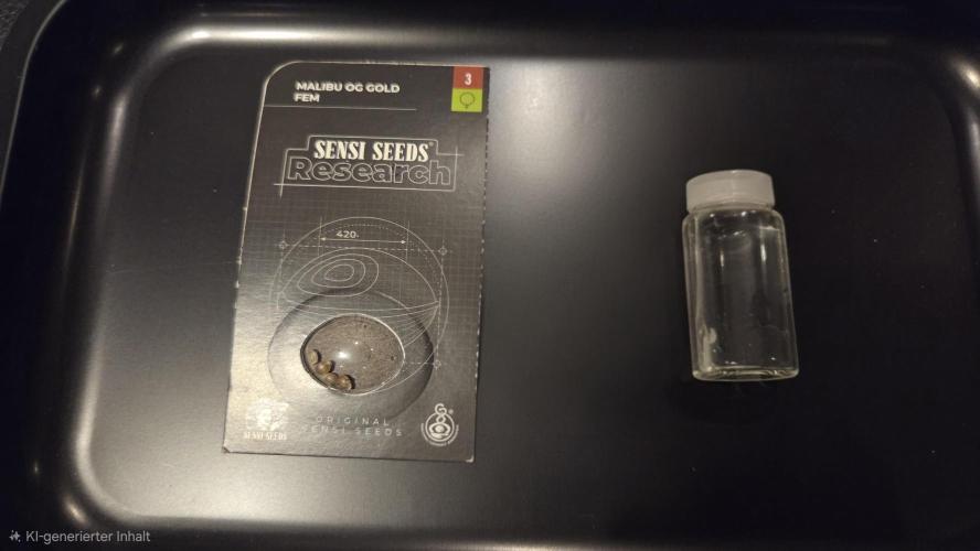 CCG / Sensi Malibu OG Gold. Week 0 - Quellen in H202