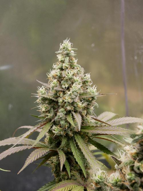 Kannabia Candy Cream Go Fast. Week 13 - Tag 94
Blütetag 58