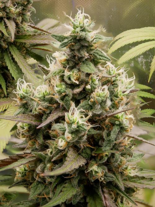 Kannabia Candy Cream Go Fast. Week 13 - Tag 94
Blütetag 58