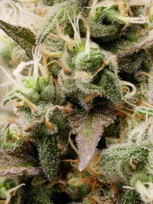 Kannabia Candy Cream Go Fast. Week 13 - Tag 94
Blütetag 58