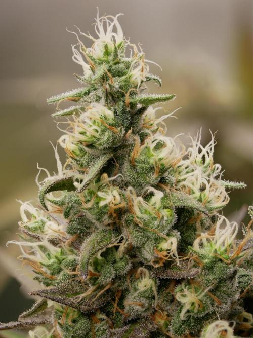 Kannabia Candy Cream Go Fast. Week 13 - Tag 94
Blütetag 58