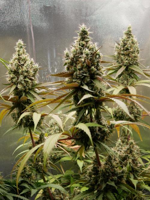 Kannabia Candy Cream Go Fast. Week 13 - Tag 94
Blütetag 58